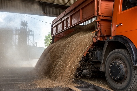 Российская пшеница дешевеет на фоне новостей о рекордном урожае