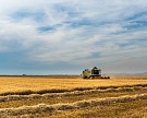 Минсельхоз понизил прогноз урожая зерна до 100-105 млн тонн