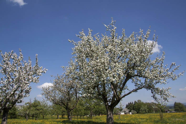 В Дагестане 2015 год был объявлен «Годом садоводства»