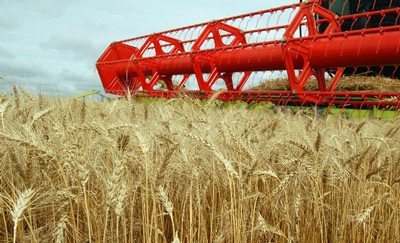 В России намолочено 78,8 млн т зерна