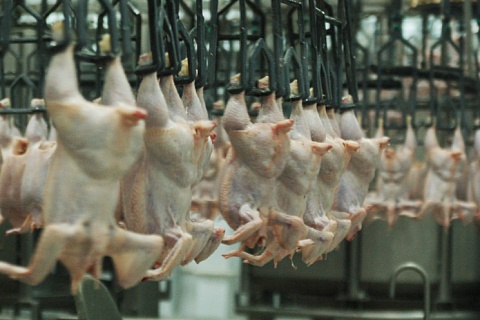 «Траст» увеличит производство мяса птицы
