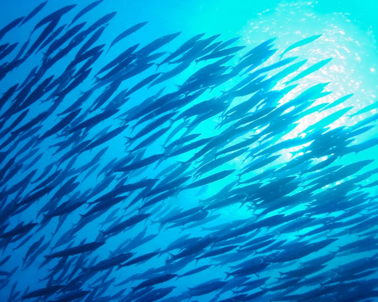 Рыбная интеграция. Ученые разрабатывают систему совместного выращивания рыбы и растений