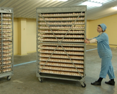 Производство яиц по итогам 2015 года может вырасти на 500 млн