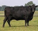 Австралийские фермеры сканируют бычков