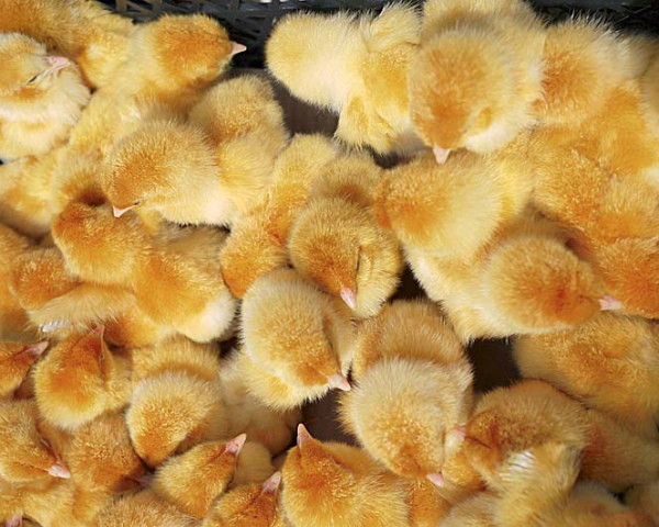 «Белая птица» из-за отключения электроэнергии лишилась 150 тыс. цыплят на площадке в Курской области