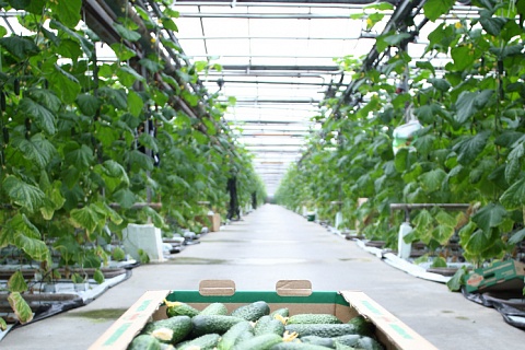 ВЭБ продал еще один тепличный комбинат «Фабрики овощей»