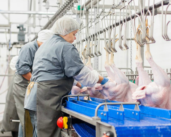 Россия произвела пробные поставки мяса индейки в Нидерланды