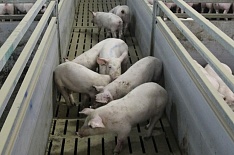 «Агроэко» вложит 10 млрд рублей в тульский свиноводческий проект