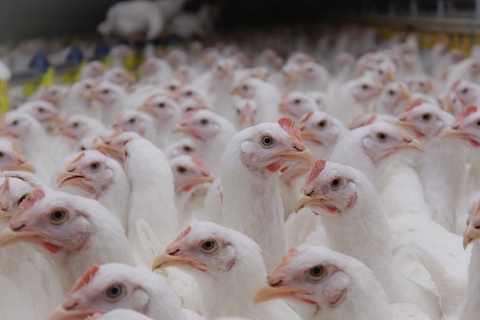 Банк «Траст» планирует продать птицефабрику «Русское зерно»