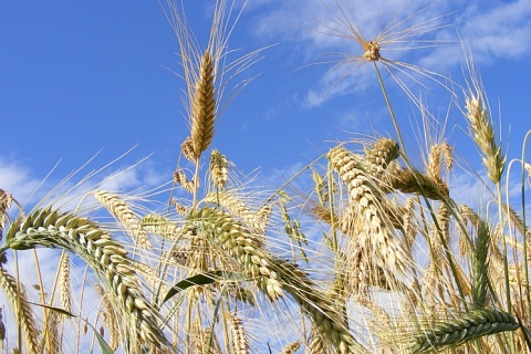 Роста экспортных цен на пшеницу ждать не стоит