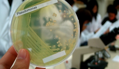 «Тимирязевка» тестирует тропические микробы