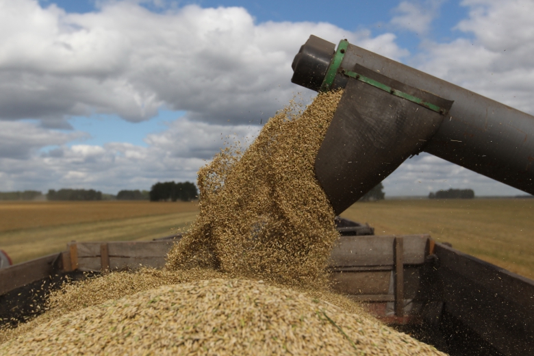 Производство твердой пшеницы