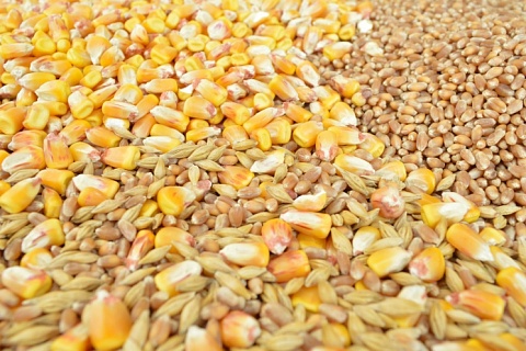 IGC понизил прогноз мирового производства зерна