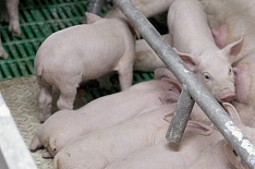 «Дымов» расширяет производство свинины