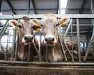 Агрохолдинг «РосАгро» построит молочный комплекс на 3,6 тыс. голов
