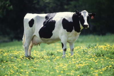 В Ростове обсудили вопросы благополучия молочного животноводства России