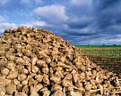 Воронежская область увеличит мощность переработки сахарной свеклы до 50 тыс. тонн в сутки
