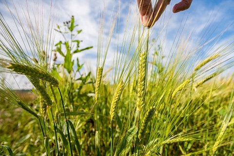 Аналитики понизили прогноз урожая зерна