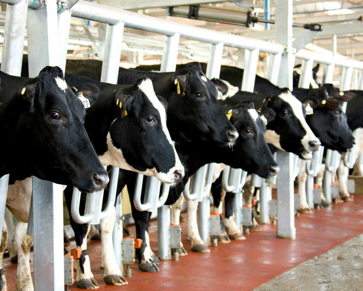 «Ваганово» построит в Кузбассе молочную ферму за 18 млрд рублей