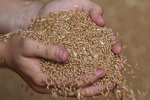Качество зерна нового урожая лучшее с 2015 года