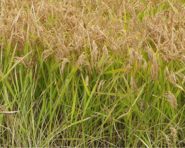 Уборка риса в России затягивается из-за плохой погоды
