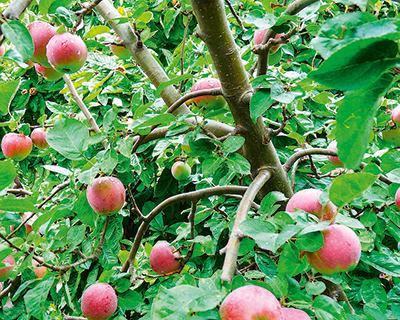 Агро-Белогорье высадило 55 тыс. саженцев яблони в Белгородской области