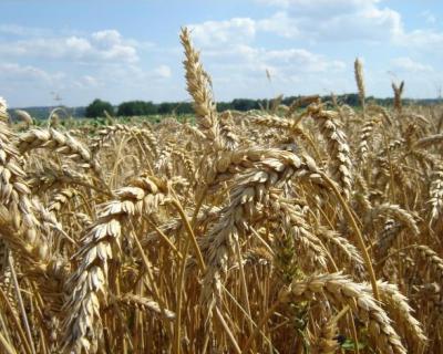 Мировой урожай пшеницы на 2% выше среднего за 5 лет
