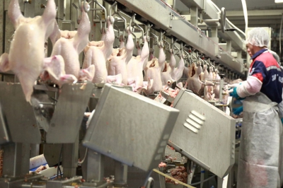 Индия защитит рынок от куриного мяса из США
