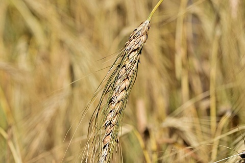 «ПроЗерно»: цены на пшеницу в новом сезоне будут выше