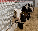 Производство молока в сельхозорганизациях выросло на 2,4%