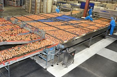 «Волжанин» увеличит объемы производства яйца на 18%