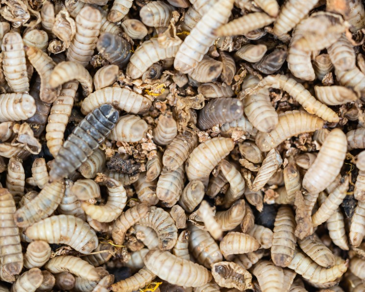 Протеин XXI века: сверчки, тараканы и личинки мух. Рынок съедобных насекомых достиг $400 млн и будет развиваться рекордными темпами