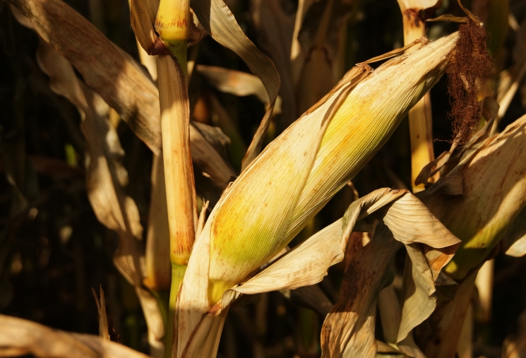 Кукуруза в динамике. Экспертная оценка рынка кукурузы