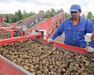Магадан обеспечит себя картофелем через два года