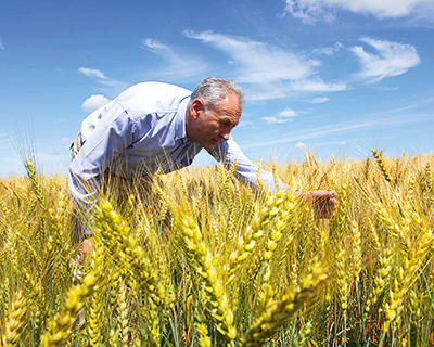 Пшеничный кризис: причины сокращения посевных площадей