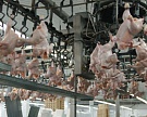 Россия увеличивает импорт мяса птицы