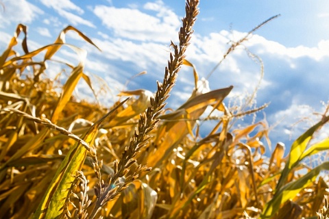 Прогнозы урожая зерна продолжают снижаться