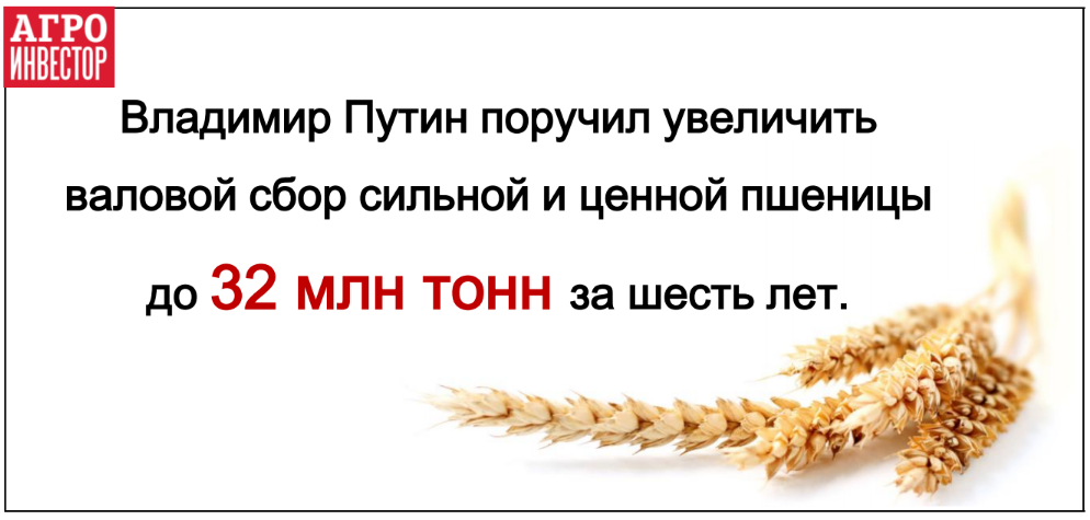 Владимир Путин поручил увеличить сбора сильной и ценной по качеству пшеницы до 32 млн т