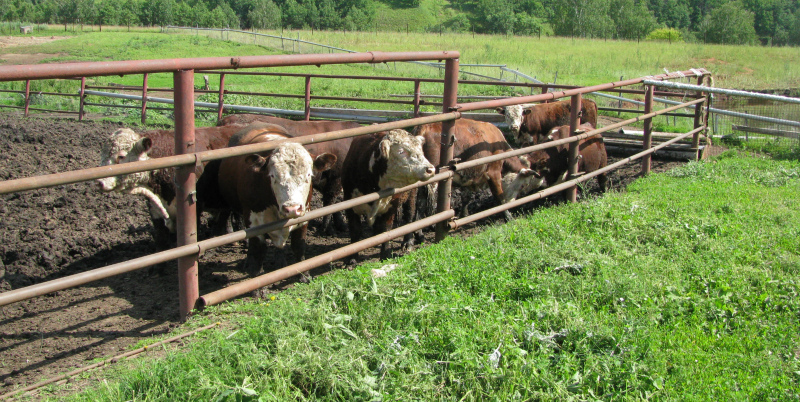 Кроме молочного скотоводства, откорма КРС и других направлений предприниматели решили развивать аграрный туризм