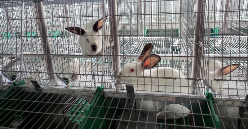 Уже закуплено 500 кроликоматок французской генетики породы Хиплус