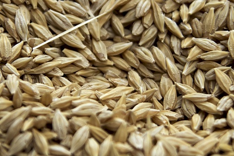 Экспортные цены на пшеницу за неделю выросли на $16