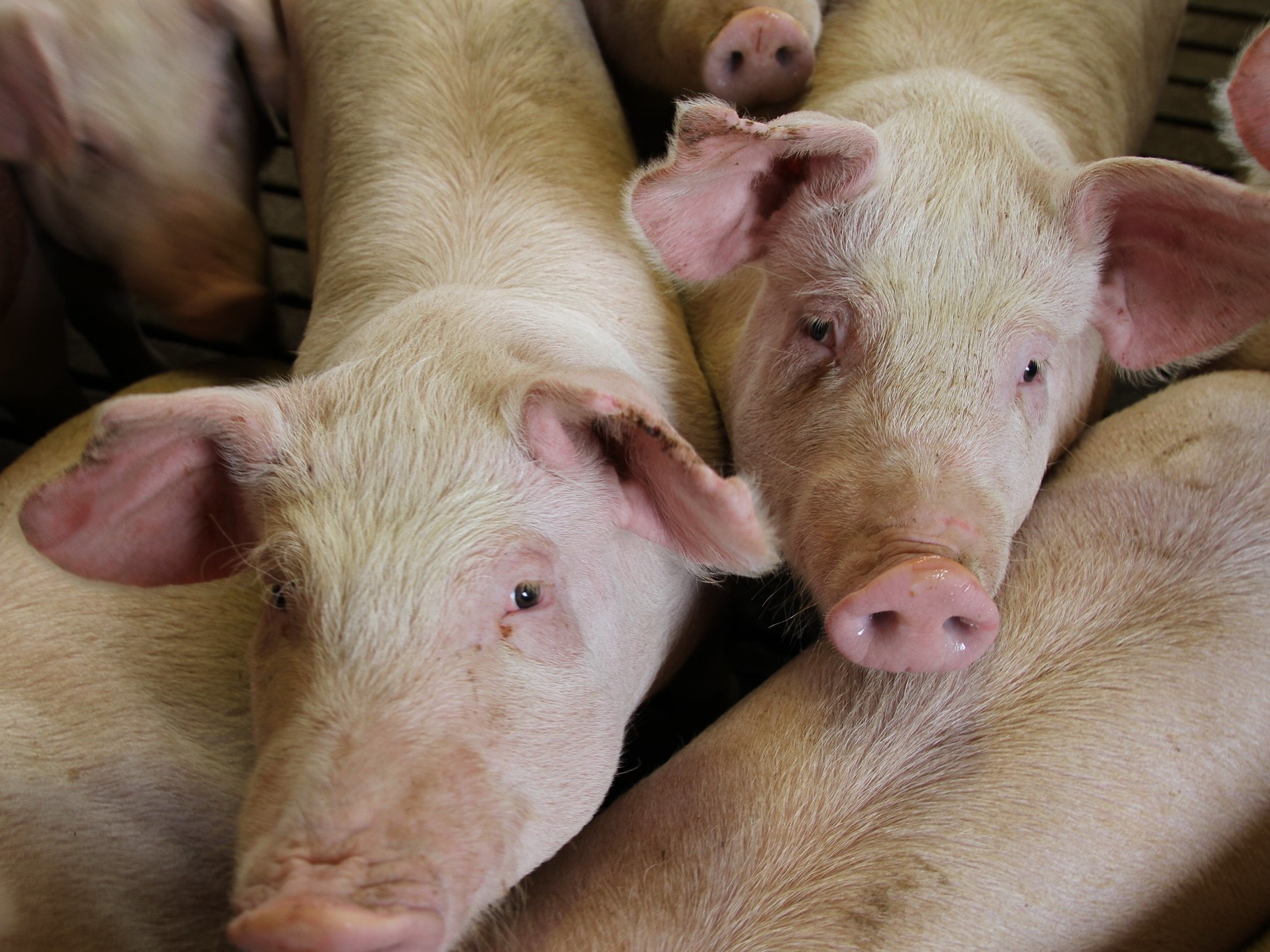 «Агро-Белогорье» планирует сохранить объемы продаж свинины на уровне прошлого года