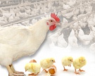 Производство мяса птицы выросло на 11%