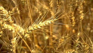 Оборот зерновых фьючерсов на НТБ составил 50 млрд руб.