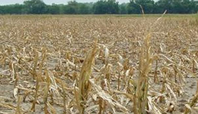 Потери от засухи — 13 млн т зерна