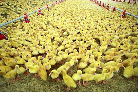 Производство утки к 2024 году может вырасти до 65 тысяч тонн