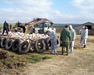 Правительство утвердит план борьбы с АЧС до конца месяца