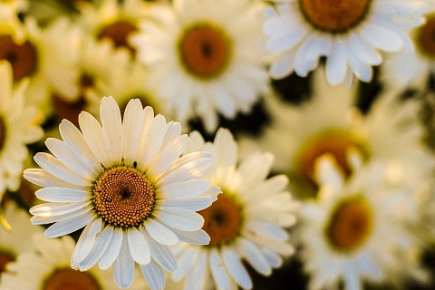 Россия может увеличить экспорт лекарственных растений