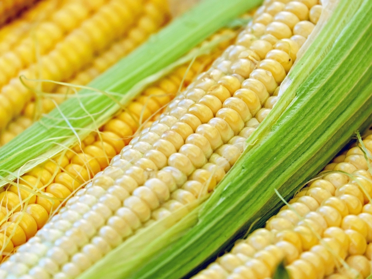 Кукурузное выживание. Для маржинальной сельхозкультуры выдался непростой сезон