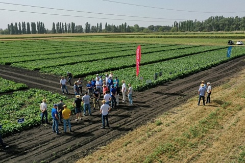 Компания «Штрубе Рус» представила инновационные растениеводческие решения на Дне поля в Воронежской области